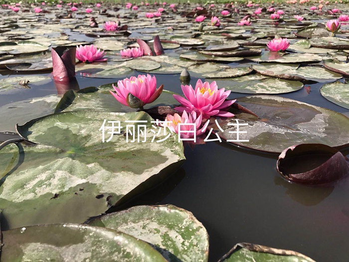 伊丽莎白公主
